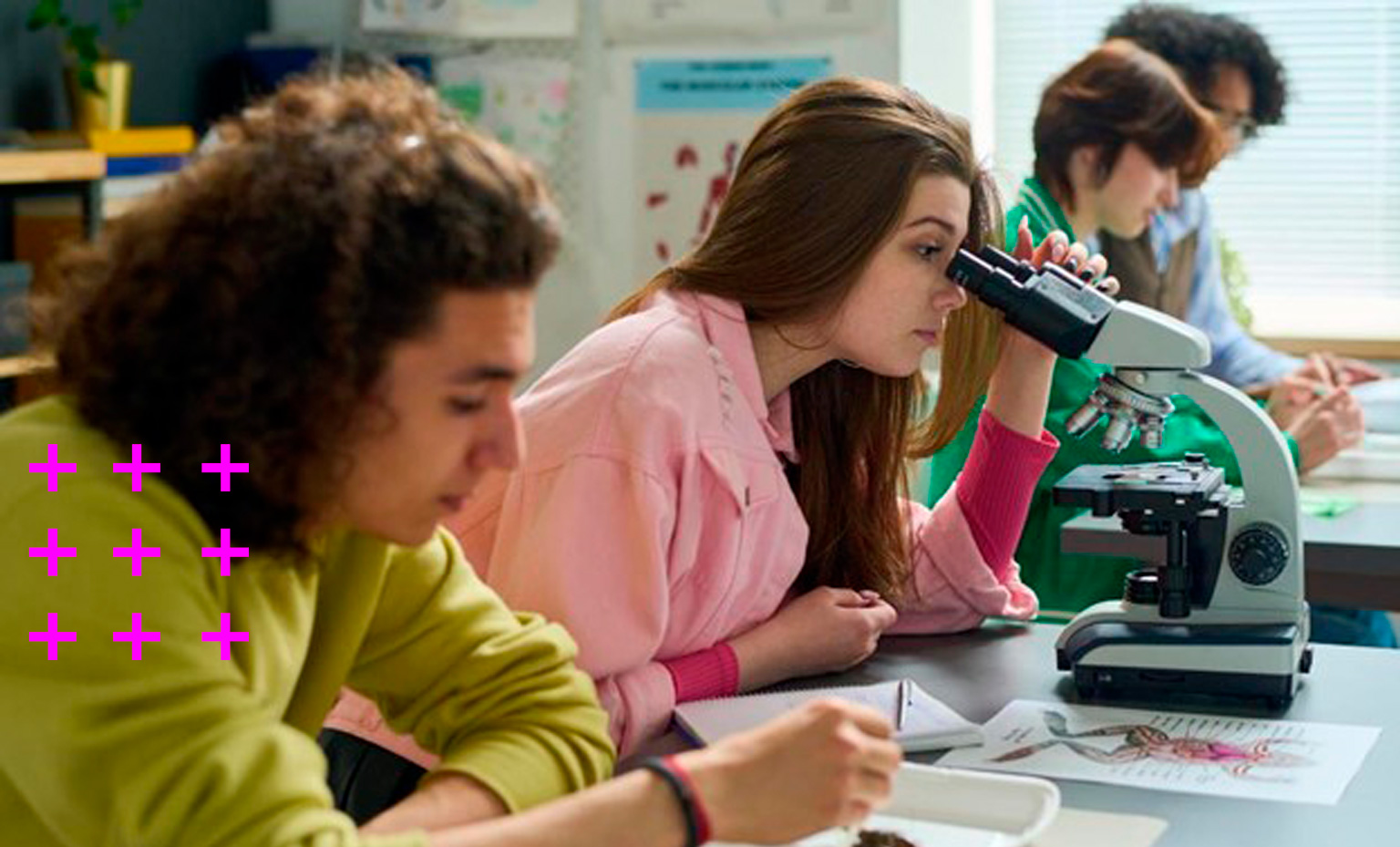 grupo de quatro estudantes adolescentes composto por dois homens e duas mulheres estudando a anatomia de um sapo dissecado em uma aula prática de biologia.